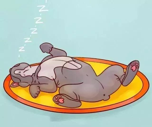 牛牛的睡姿,牛牛侧身睡觉好不好