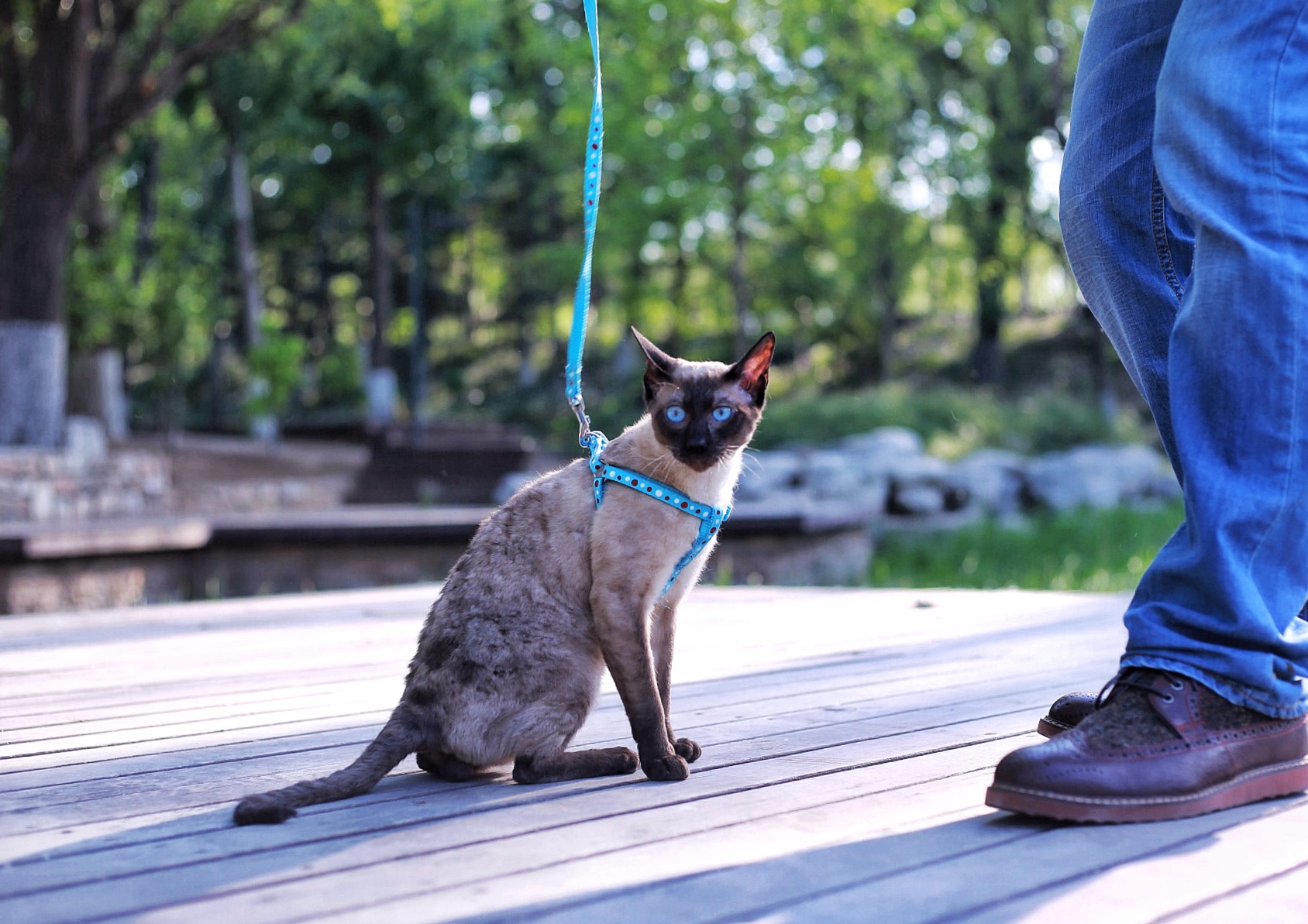 Cats愛初心Bengal家，独一无二卷毛暹罗猫