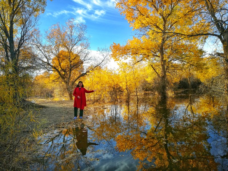 西北胡杨林旅游攻略,大西北环线胡杨林十日游