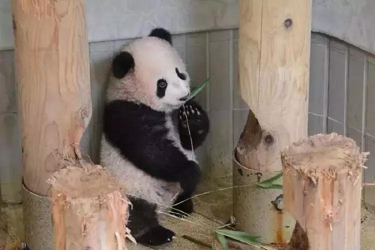 我国国宝大熊猫被外国租借有多难,日本大熊猫悲惨生活