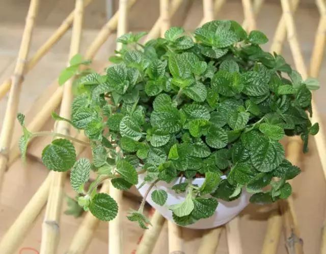 室内吸烟会变成二手烟自己吸吗,家里有人吸烟养什么花