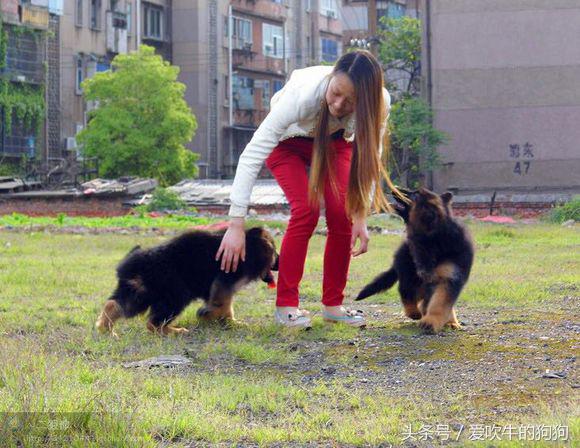 犬中*物尤**德国牧羊犬，幼犬就应该是这样的，爱狗人士看看小狗怎么样