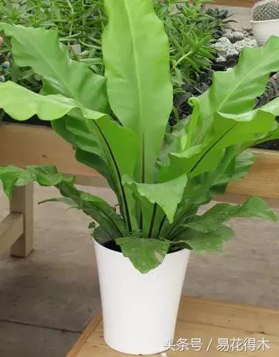 鸟巢蕨叶片发黄是什么原因,鸟巢蕨叶片怎么养护