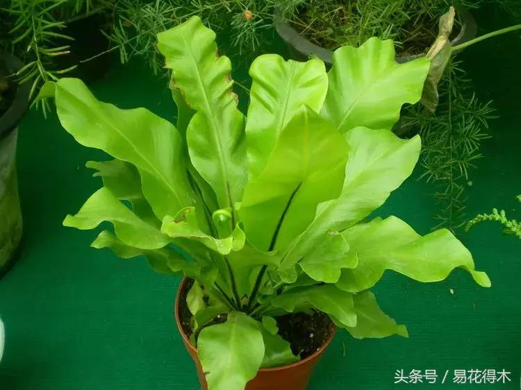 鸟巢蕨叶片发黄是什么原因,鸟巢蕨叶片怎么养护
