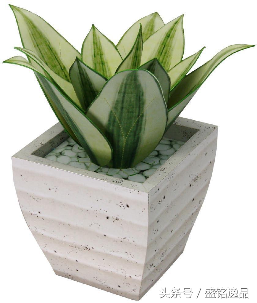 什么植物耐冻耐寒又吸收甲醛,吸收甲醛最厉害的十大植物