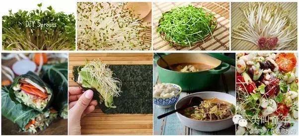 有机豆苗和西兰花营养,各种春季种的蔬菜苗