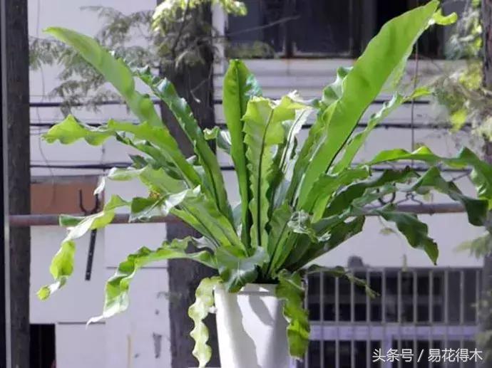 鸟巢蕨叶片发黄是什么原因,鸟巢蕨叶片怎么养护