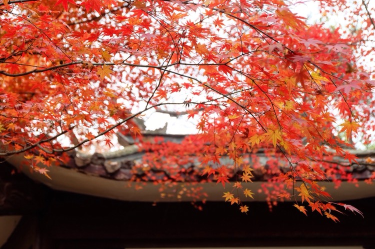 去南京玩要不要去夫子庙,南京五大必游景点夫子庙