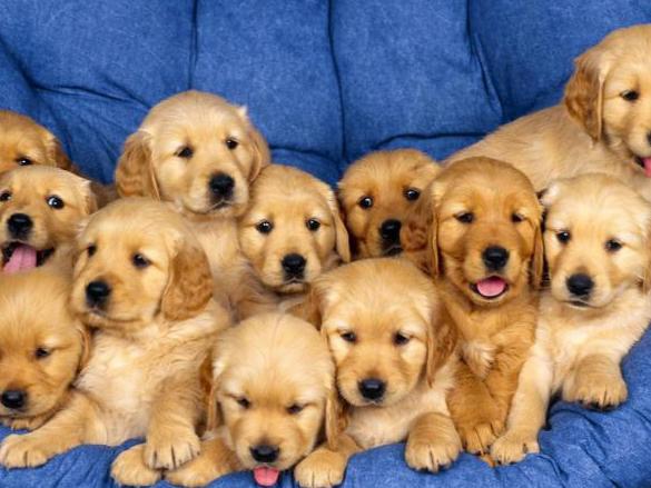 狗狗呕吐没精神一直趴着不吃不喝,狗狗呕吐黄色粘稠液体在家怎么治