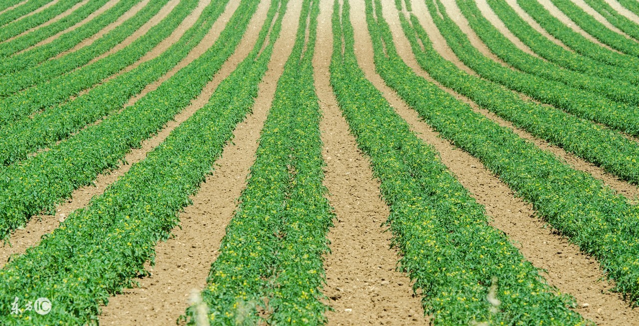 土豆所有人都吃吗,土豆真的好吃吗