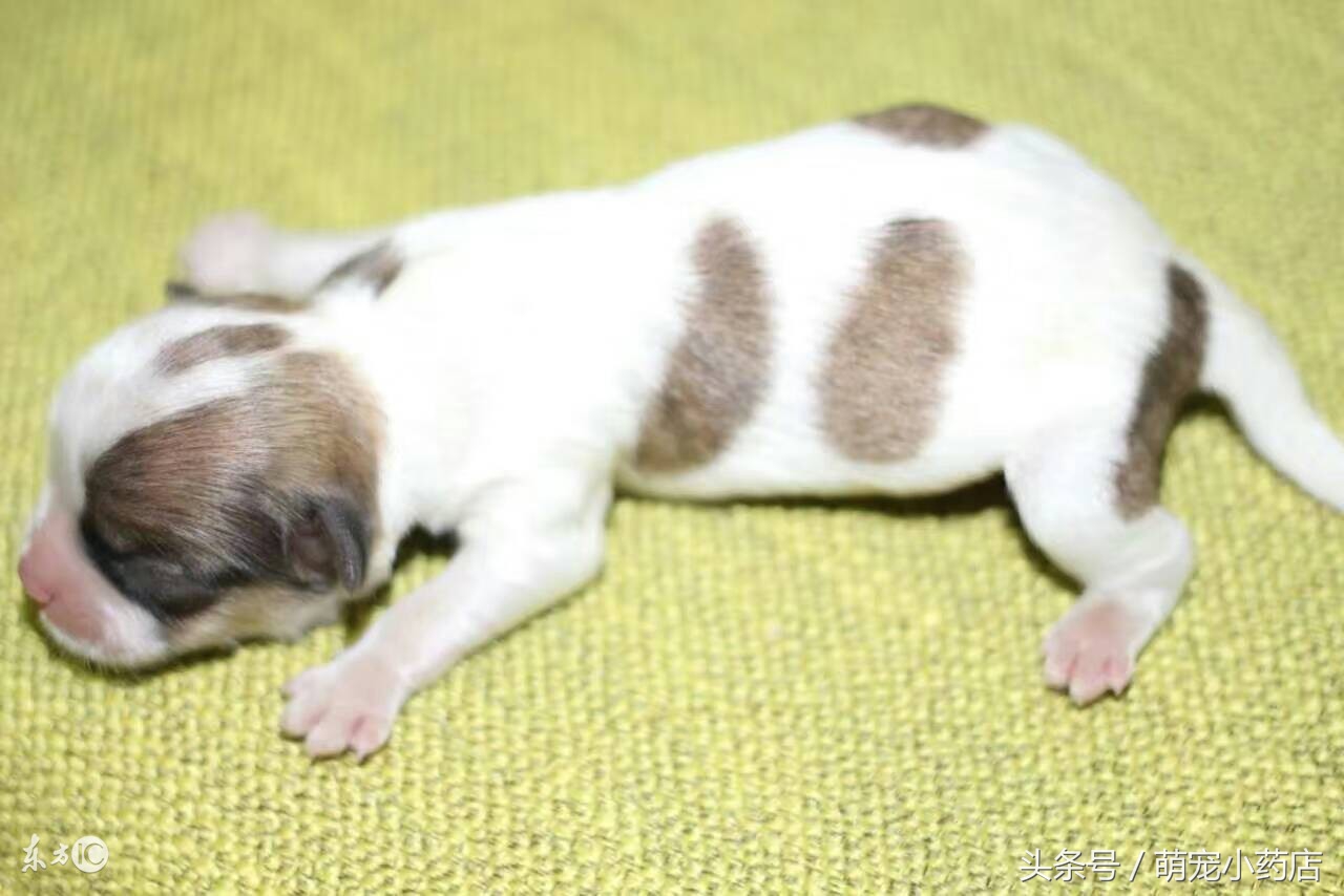 如果养狗一年能花多少钱,如果养狗你会选哪一只