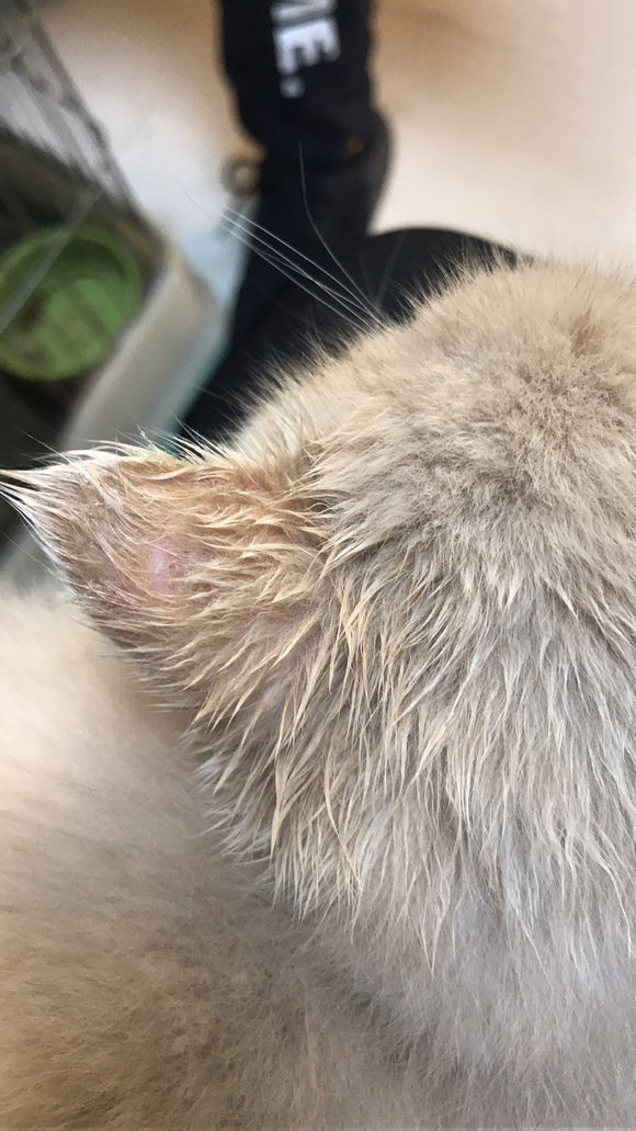 猫癣接触过的地方会传染吗,猫藓很容易传染给主人吗