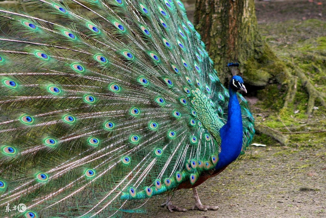 孔雀哪几种可以养,养孔雀有没有前途