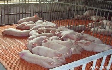 仔猪脱水腹腔补液怎么注射,仔猪脱水口腔补液要补多少量