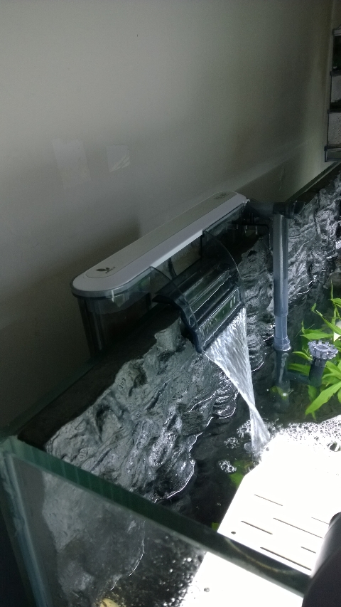 巨头蛋龟饲养环境造景,养龟养鱼生态缸