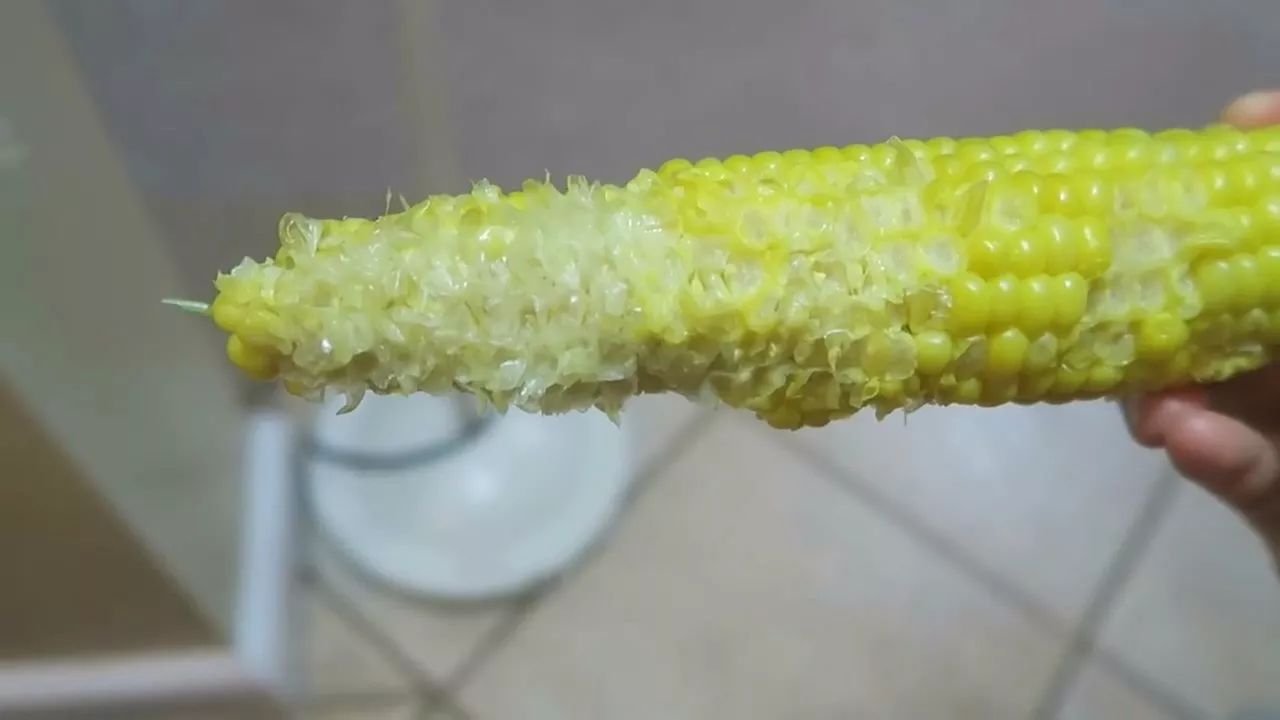 狗狗玉米棒,狗狗吃了玉米棒芯能拉出来吗