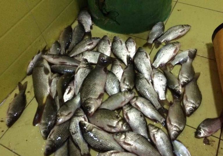 野外开辟新钓位好还是坚守钓点好,选择钓位