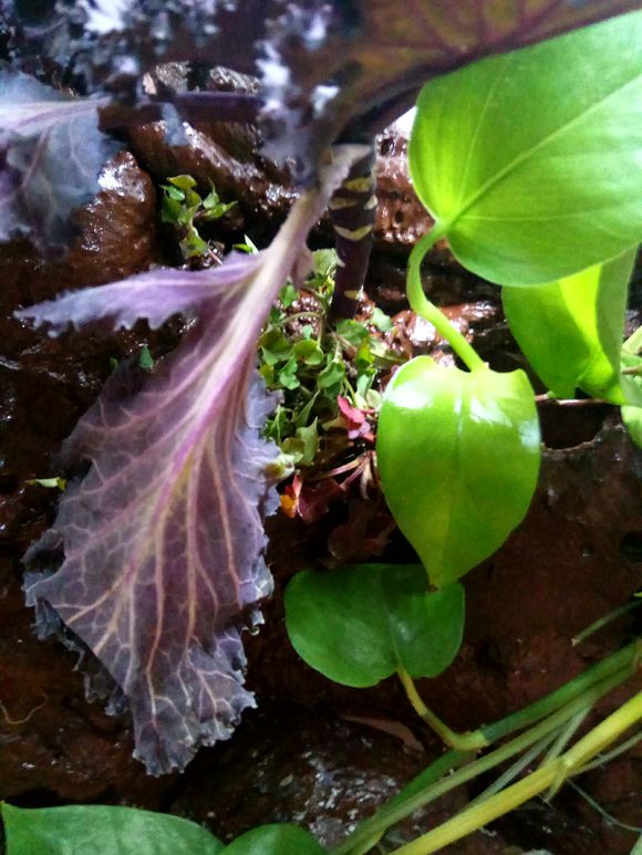 缸小养龟怎么造景,养龟小缸造景图片