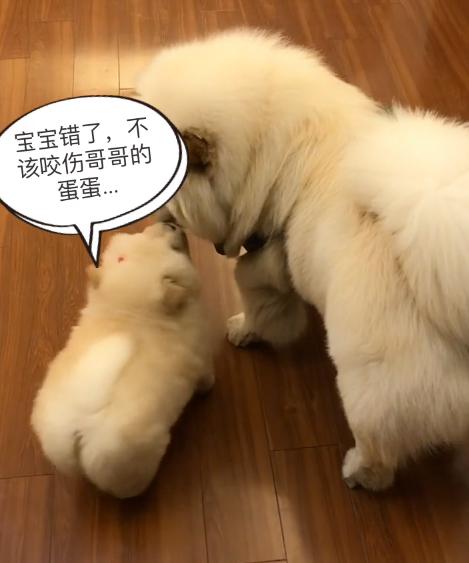 被大狗咬的小松狮,小松狮被一群狗撕咬