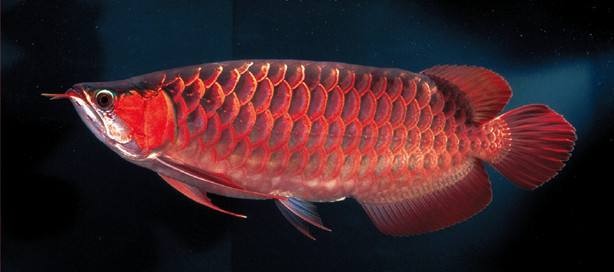 龙鱼需要什么营养,龙鱼的维生素