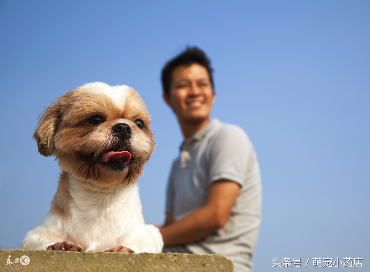 如果养狗一年能花多少钱,如果养狗你会选哪一只