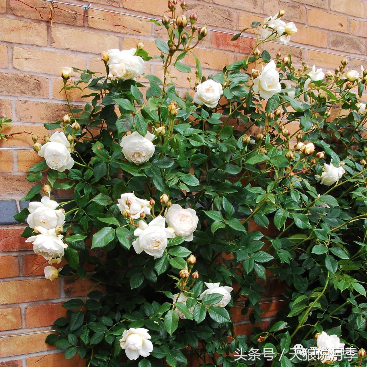 月季的各个品种都是怎样命名的,月季千千万万