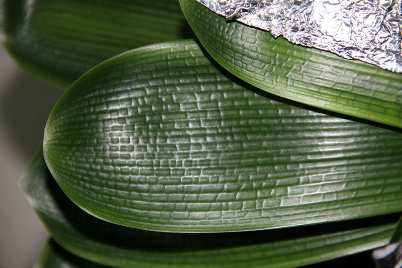 君子兰的叶片长得怎么样是正常,君子兰什么样的叶子开花好看