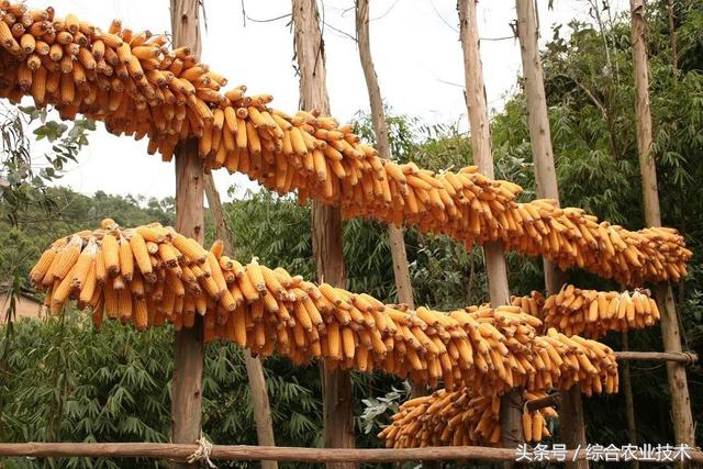 什么玉米品种最好还高产,笨玉米和高产玉米的区别