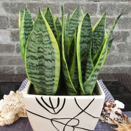 新装修的房子摆什么植物去甲醛,甲醛克星第一名植物