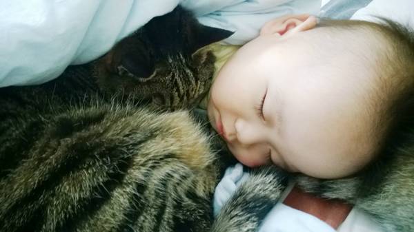 沉浸式养猫体验,养猫是一种什么体验