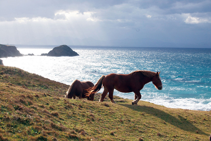 星球·探索｜日本十大萌宠大放送