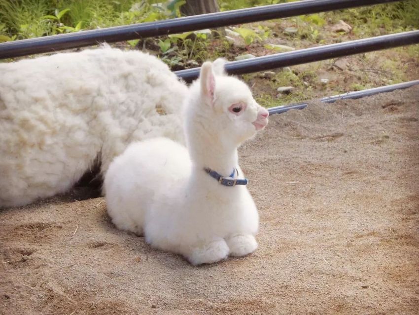 星球·探索｜日本十大萌宠大放送