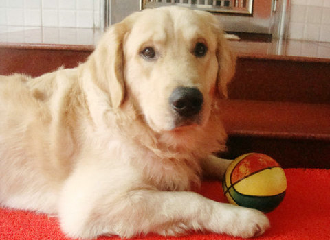 金毛喜欢咬鞋怎样制止,金毛喜欢咬床怎么解决