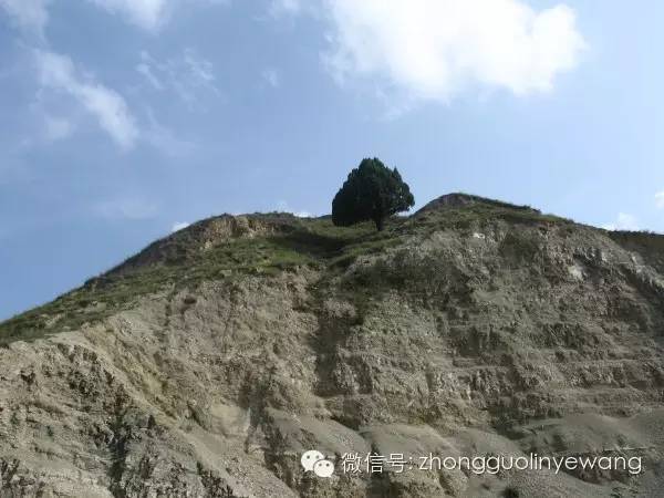 古树名木摄影作品欣赏,美丽中国评选大赛