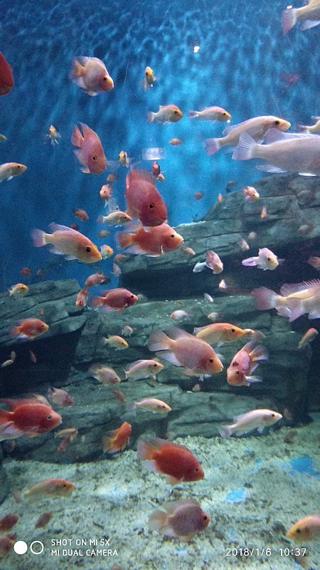 自驾安徽行13天——第一篇开封东京极地海洋馆