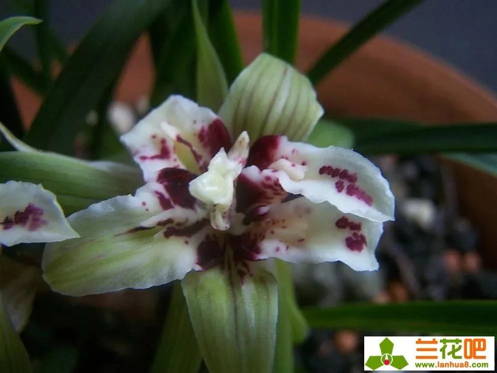 四喜蝶图片春兰,春兰叶蝶图片及价格