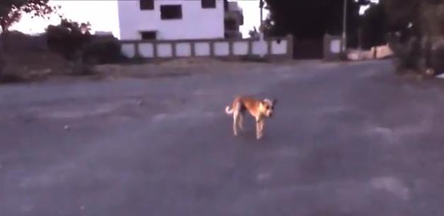 狗狗头上长大脓包是怎么回事,狗狗头部水肿它会自然好吗