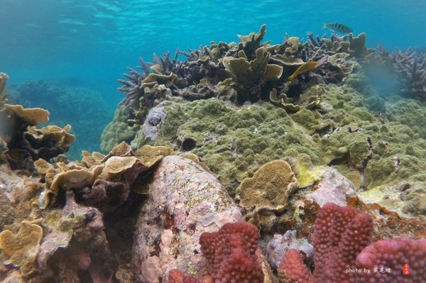 珊瑚海日本,陪你去看海底世界