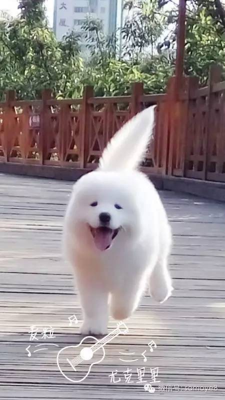 关于萨摩耶可爱的照片,萨摩耶有胎毛吗