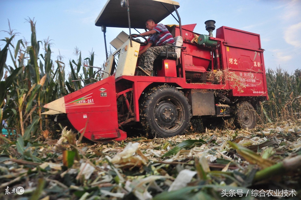 什么玉米品种最好还高产,笨玉米和高产玉米的区别