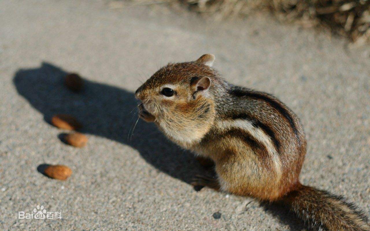 你适合养什么宠物图片大全,你适合养什么小宠物程序