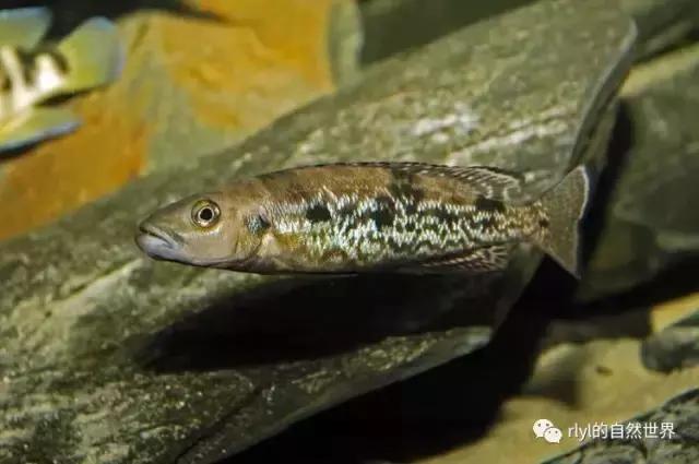 「鱼标本戏说非洲慈鲷」第二章：威严庄重的坦湖酋长——大型炮弹