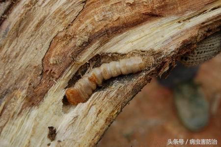 柑橘最佳防治天牛方法,柑橘树天牛危害长什么样