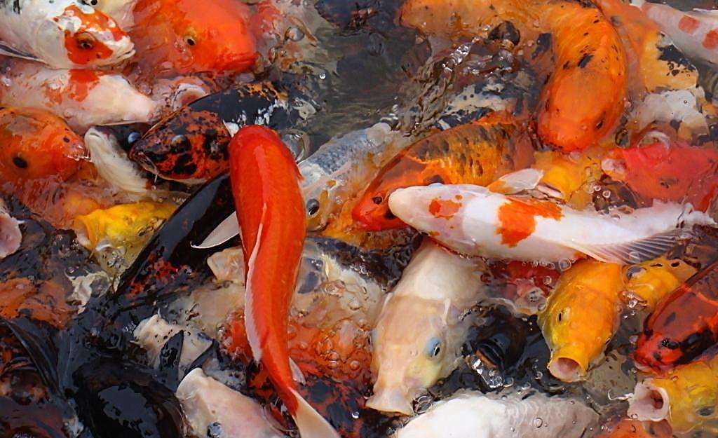 锦鲤养殖发家致富,养殖锦鲤能挣钱吗现在多少钱