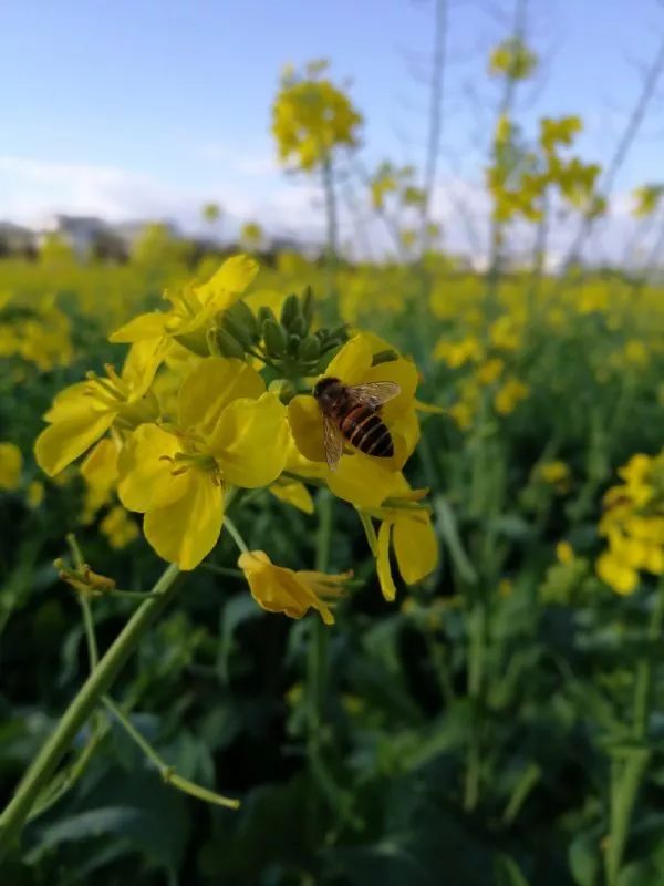尼苏油菜花,快来打卡油菜花