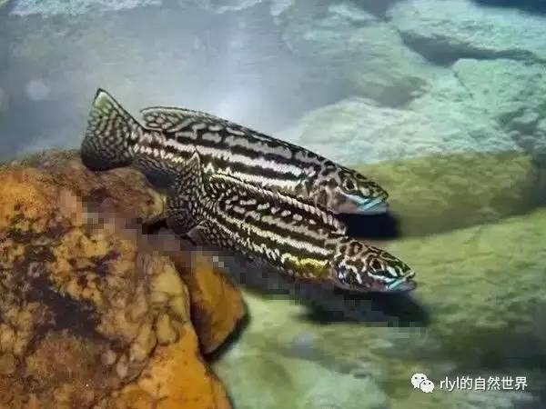 「鱼标本戏说非洲慈鲷」第二章：威严庄重的坦湖酋长——大型炮弹