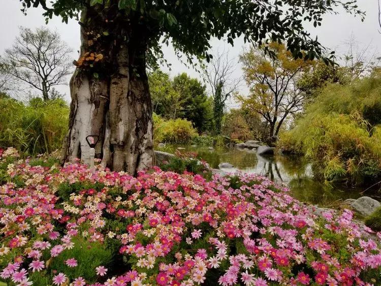 与大理古城最后一晚的邂逅,与大理的第五次相遇