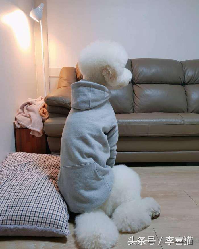 贵宾抱抱熊,抱抱熊特大深红色