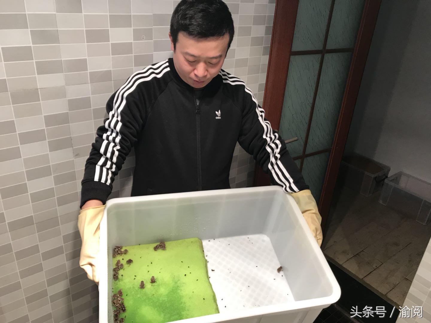 策划｜重庆崽儿养宠物蛙十年花近百万