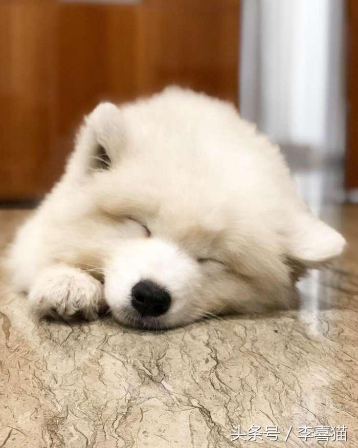 微笑天使萨摩耶，汪星人知名组合雪橇三傻中的一股清流！